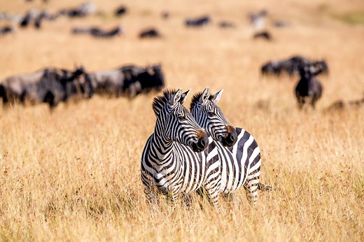 10 Most Rewarding Safari Animals to Hunt in Africa