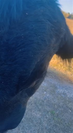 #murmuration #starlings #countryliving #birdtok #texas | Babesinfarmland