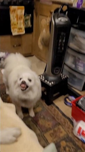 This Dog Looks Exactly Like a Demogorgon 😳🐶