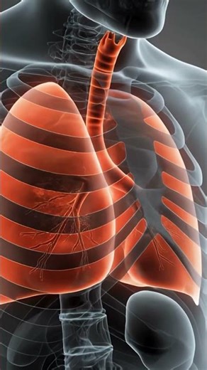 Inside an Infected Lung: What Really Happens