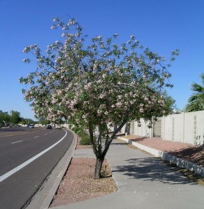 × Chitalpa - Alchetron, The Free Social Encyclopedia