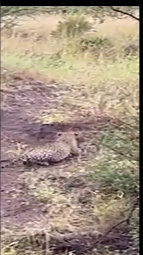 Leopard attacks a prey swiftly