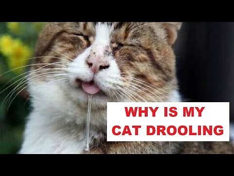 Why Is My Cat Drooling | 6 Reasons Why My Cat Might Drool