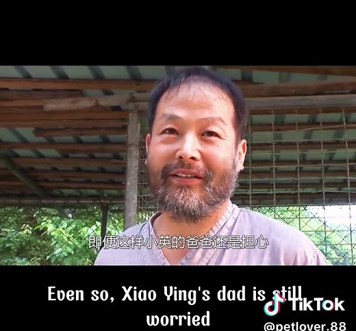 The little girl's wolf got pregnant and gave birth to six wolf cubs, and the girl became a wolf grandmother. #pet #pets #petlover #tiktok #trending #trend #tik_tok #fyp #foryou #foryoupage #fypシ #funny #foryourpage #fypシ゚viral #dog