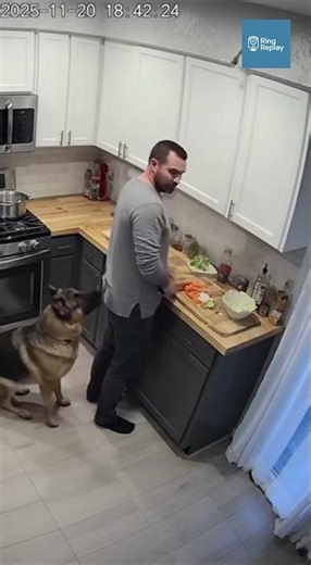 German Shepherd Tackles Owner Seconds Before Kitchen Cabinet Explosion