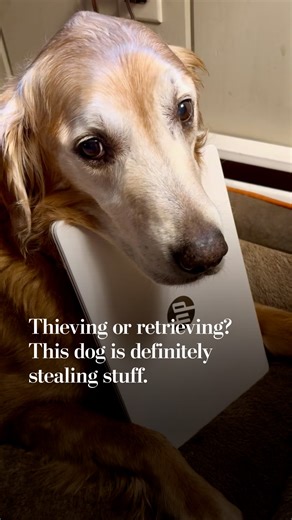 Cathy Hoyt and her husband adopted a golden retriever named Duke 18 months ago. They had been warned about his strange tendency to take and guard household items, but nothing prepared them for the reality of it. Duke has stolen a teapot, a laptop, a book and more. And dog experts are stumped. “It’s strange in this case because the object isn’t much of a resource to the animal; it’s just an arbitrary object,” said Clive Wynne, a professor of psychology and director of the Canine Science Collabora