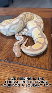 Feeding snakes live prey versus frozen-thawed prey both have their pros and cons:**Live Feeding:**- **Pros:** - Snakes may show more natural hunting behaviors, which can be stimulating for them. - Some snakes might be more enthusiastic about live prey, leading to better feeding responses.- **Cons:** - Live prey can injure or stress the snake, especially if it’s larger or more aggressive than the snake. - Live feeding can be more stressful for the prey and can be ethically concerning. - There’s a