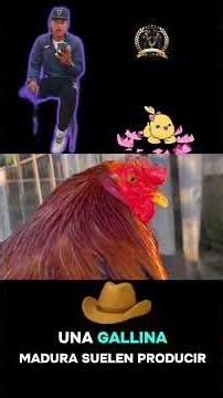 These are the key points for crossing fine roosters and hens 👌👍🐓🤠