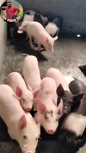 Piglets for sale : Debu farming : Nagaon : Assam