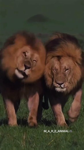 Cute Little Tiger to Dangerous Predator 🐯 | Nature’s Amazing Transformation #animaltransformation