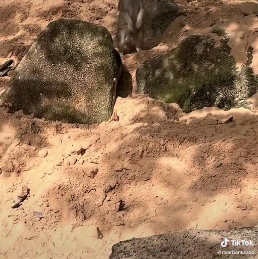 Introducing Our New Meerkats at Riverbanks Zoo