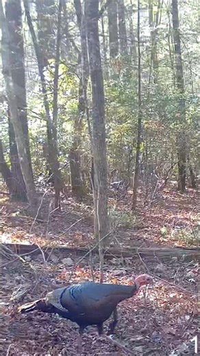 🔊 to the clucks and purrs! Eastern wild Turkeys #longbeard #hen #cluck #purrs #turkeys #shorts