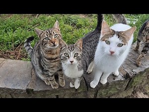 Suddenly, I’m in the middle of a crowd of cute street cats!