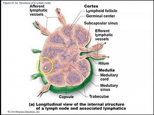 Human Anatomy Lecture Ch 21 The Lymphatic and Immune Systems