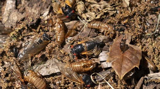 1 trillion cicadas set to invade Southeast, Midwest