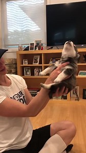 131K views · 11K reactions | Seems like the Huskies are in a howling mood today!! Here is one of 4 pups from Amarok from Nunavut getting her husky voice on. Amarok and her puppies will be staying with us until sometime in August when they will be transferred to their adopting rescue. She decided to give birth a little earlier than predicted. Thank you to Winrose Animal Hospital for seeing Amarok this past week. | Manitoba Animal Alliance | Facebook