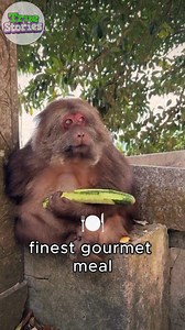 78K views · 538 reactions | Royal Treatment for a Monkey King  | True Stories | Facebook