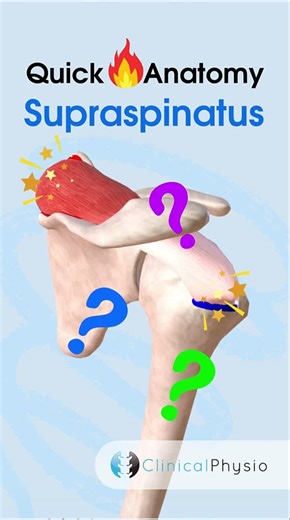 Understanding Supraspinatus Muscle Anatomy