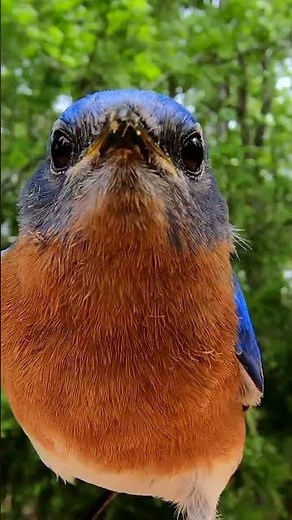 Male Eastern Bluebird Chirping