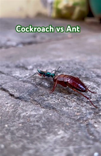 Cockroach vs Ant