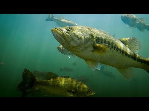 Topwater Strikes - Incredible Underwater Footage Of Bass Blowing Up On Topwater!
