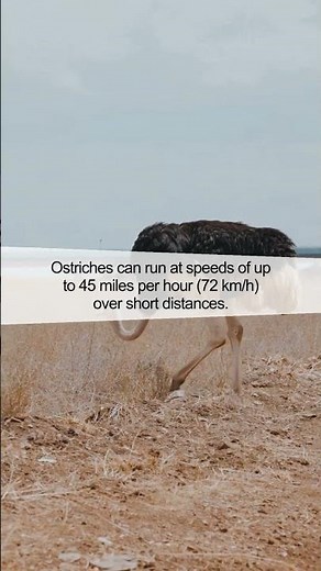 Discover the Astonishing Speed of Ostriches | Amazing Animal Facts