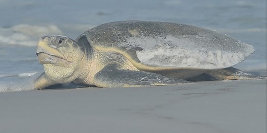 World's rarest sea turtle finds hope in Florida after record-breaking nesting year