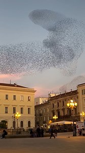 A ballet of nature's angels! Nature at its best..and of course Puccini 🤗💕 Video: Khánh Jenny | Beauty Of Planet Earth