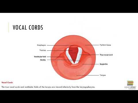 Chapter 22 Recorded Lecture