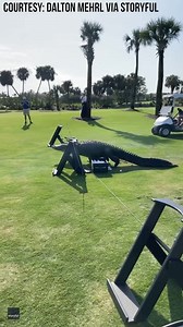 5.7M views · 75K reactions | GATOR SIGHTING  An enormous alligator was spotted making its way across the green at a golf course in Naples. It definitely stole the show and interrupted a game as players and staff tried to redirect the gator into the water. MORE: https://bit.ly/3NrOvAB | FOX 13 News - Tampa Bay | Facebook