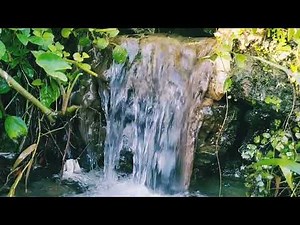 Soft Murmur of a Forest Creek – 1 Hour ASMR Relaxation