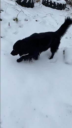 Border Collie Golden Retriever mix walks Through Snowy Woods