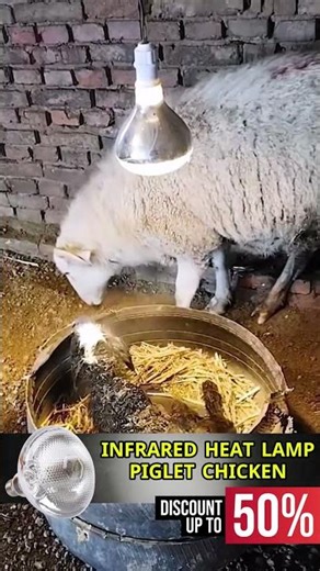 Infrared Heat Lamp Piglet Chicken