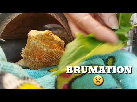 BRUMATION 101 | Reptile Hibernation