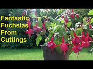 How to propagate fuchsia cuttings in water | Easy UK gardening Tutorial