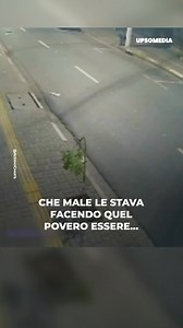 Poi si chiedono perché non ci sono aree verdi per le strade… | Alleluia