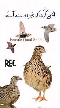 Quail soundfemale quail call new 2025,/ how to identify male and female quail bird Female Call FSJ