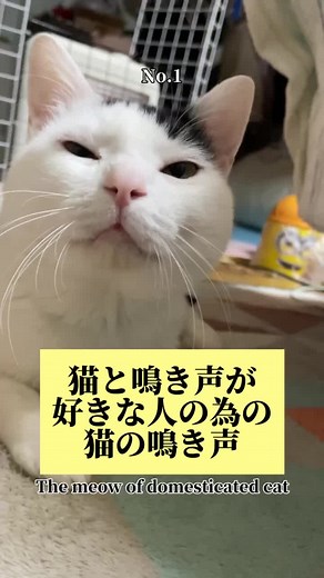 猫好きには最高💛？愛猫の鳴き声📣💋 何番が好きですか？ #猫 #猫鳴き声 #可愛い猫 #おすすめ #cat #meow #cute