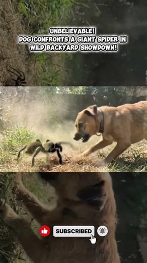 Dog vs Giant Spider! Real Backyard Clash Caught on Camera! #youtubeshorts #trendingshorts #doglife