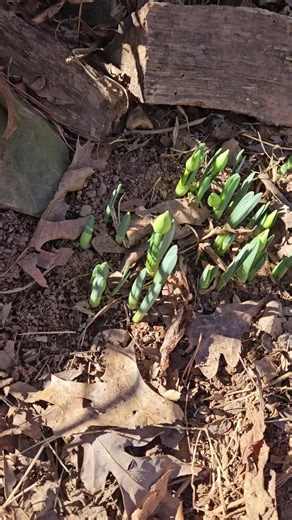 Exploring Spring Ephemerals: The Daffodil Journey