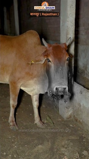 गऊमाता कितने दर्द में है | इनकी इस हालत का जिम्मेदार कौन है #rescue #animals #shorts #fyp