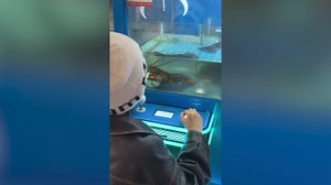 Claw machine in China allows players to catch live lobster