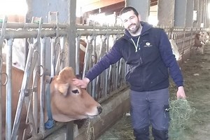 Aubrac, la renaissance d'une vache laitière qui revient de loin