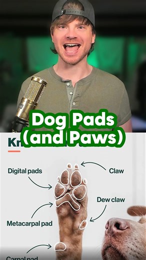 Dog Pads and Paws! 🐾