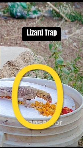Very easy lizard trap #trap #rattrap #birdtrap