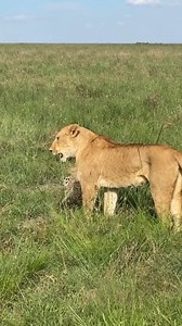 The leopard is like: Hey legs listen I have NEVER betrayed you. We shared meals, we shared silence now please save me from this bastard! When a lion shows up, a leopard knows one wrong move leads to death. Leopards avoid lions at all costs because they are smaller and know they have no match with lions That’s why leopards prefer to spend more time in trees trees mean safety, food storage, and peace. When leopards fall asleep on the ground like this it may never see a lion coming, and surprise at
