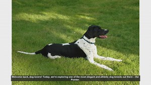 Top 10 Fascinating Facts About Pointer Dogs