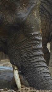 Stay safe, Memphis🌧️ #love #animals #memphiszoo #memphis | Memphis Zoo