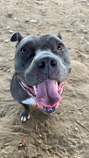 Please share for Cocoa ACCT-A-118016 she has no applications and I just met her tonight, she literally needs out by tomorrow 9/13 at 10am. I am doing this video to get her seen in time. Sorry for the last minute, I just met her today and she is adorable. @rachelishaa is my only account. * * * #adoptdontshop #savealife #animalrescue #rescuedogsofinstagram #rescue #dogoftheday #rescuedog #adopt | Rachelishaa