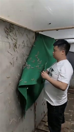 Gecko Farming Life 🦎🏡 | Daily Breeding Routine & Care Guide 🌿✨ #gecko #geckofarming #lizardfarm